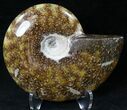 Cleoniceras Ammonite Fossil - Madagascar #21824-1